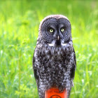 Great Grey Owl