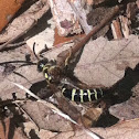 Yellow Jacket
