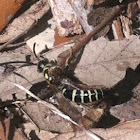 Yellow Jacket