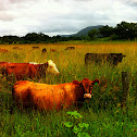 Cows
