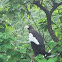 Steller’s Sea Eagle