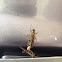 grasshopper, ตั๊กแตน