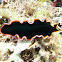 Pseudobiceros hancockianus