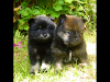 Vendo Cachorros Legitimos Raza Pomerania