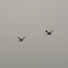 brown pelican