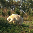 Polar bear