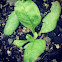 Spinach
