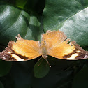 Autumnleaf Butterfly