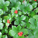 Bunchberry or Creeping Dogwood