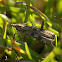 Lucerne Moth