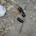Raccoon Scat