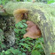 Jew's ear, jelly ear