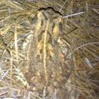 southern toad