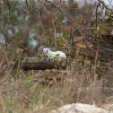 Stoat