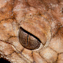 Prickly Knob-tailed Gecko