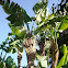 Plátano, banana, banano, cambur, topocho o guineo 