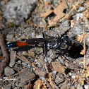 Thread-waisted Wasp