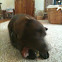 English chocolate lab