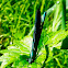 Ebony Jewelwing Damselfly