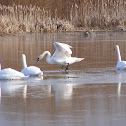 Mute Swan