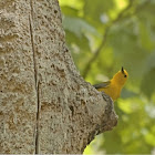 Prothonotary Warbler