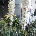 Yucca