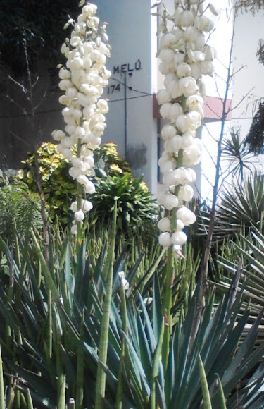 Spotting Image 1