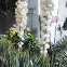 Yucca