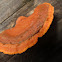 Pycnoporus sanguineus