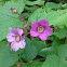 thimbleberry