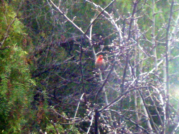 Spotting Image 1