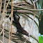Anole