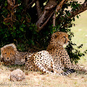 Cheetah