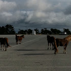 Chincoteague Ponies