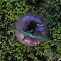 shellfish brittlegill