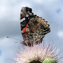Red Admiral