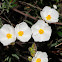 Montpelier cistus, jaguarzo negro