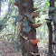 Bracket fungi