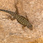Granite spiny lizard