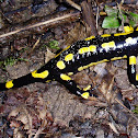 Fire Salamander