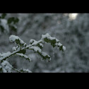 Holly