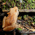 Northern Spring Peeper