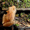 Northern Spring Peeper
