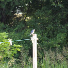 Eastern Bluebird