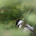 Black-capped Chickadee