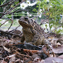 American Toad