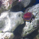 Unnamed spotting