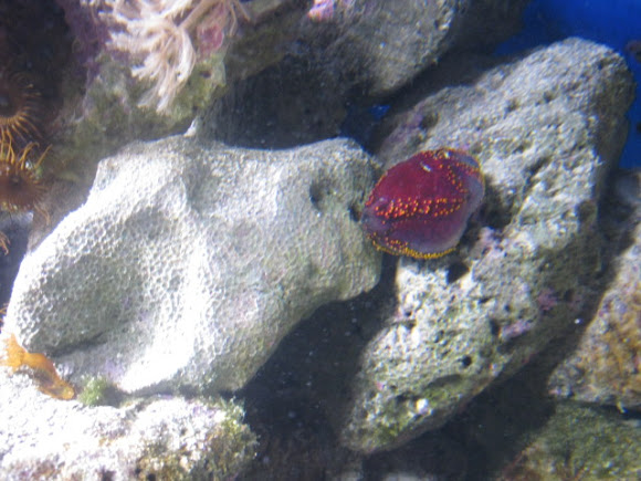 Spotting Image 1