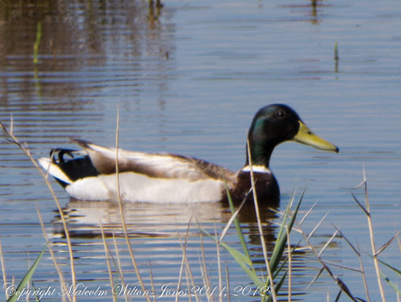 Spotting Image 1