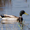Mallard; Anade Real